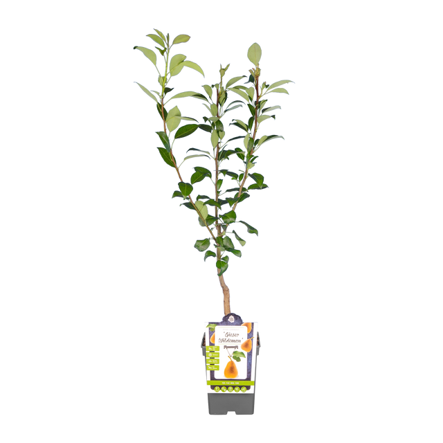 Birnbaum 'Gieser Wildeman'