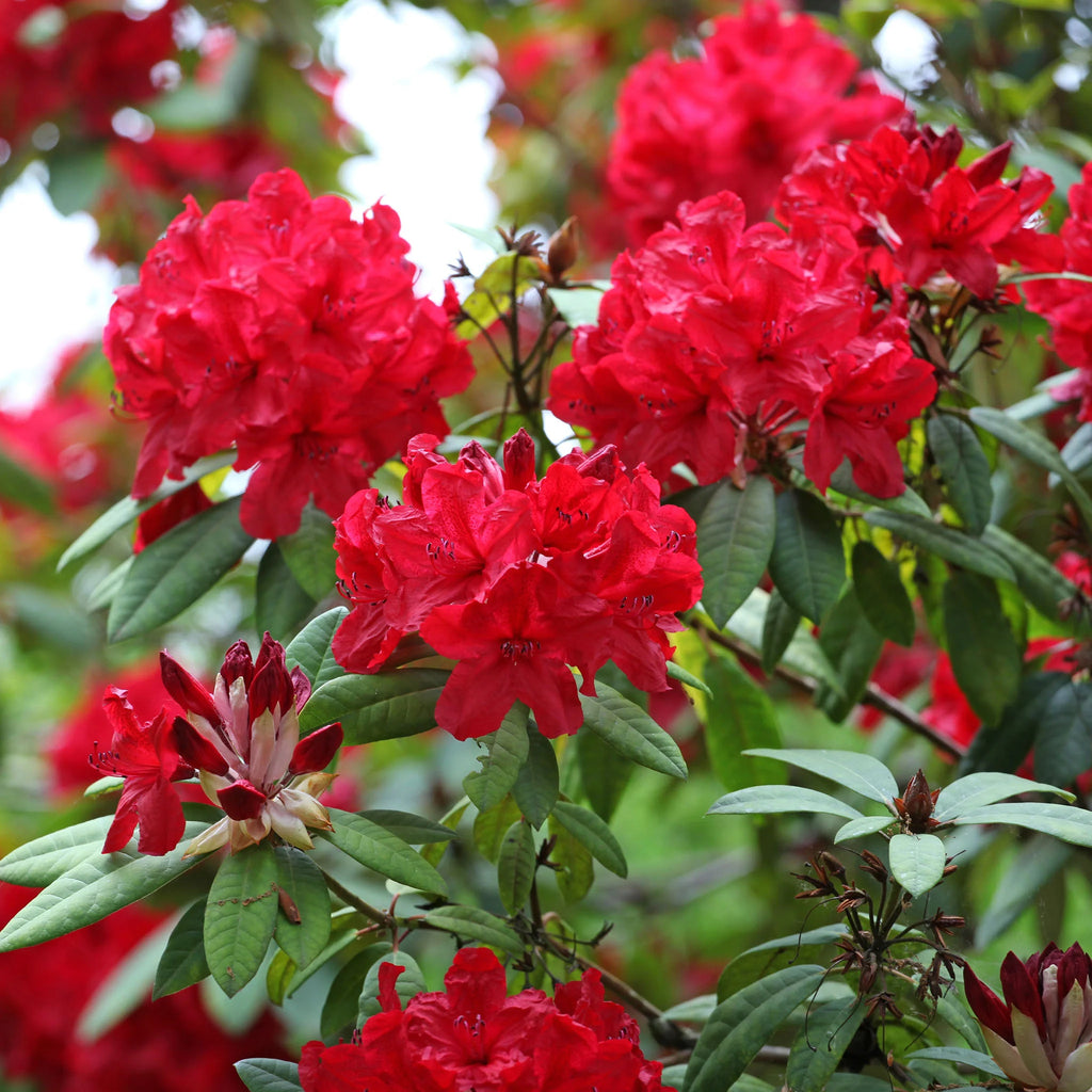 Rhododendron Red Jack | 50-60 cm im Topf
