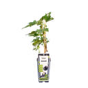 Johannisbeere 'Titania'