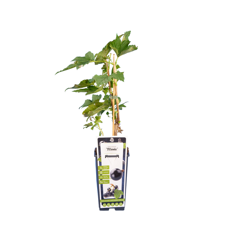 Johannisbeere 'Titania'