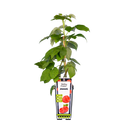 Sommerhimbeere 'Malling Promise'