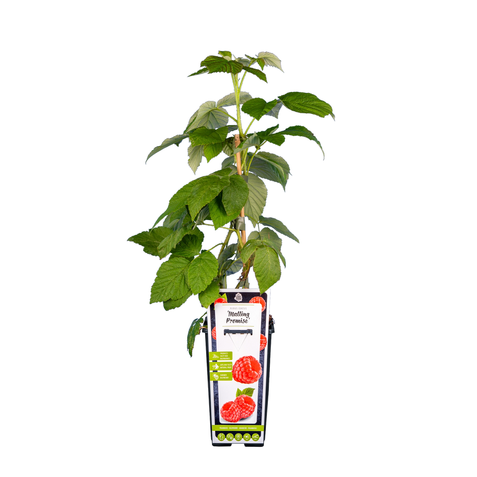 Sommerhimbeere 'Malling Promise'