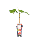 Zomerframboos 'Ottawa'