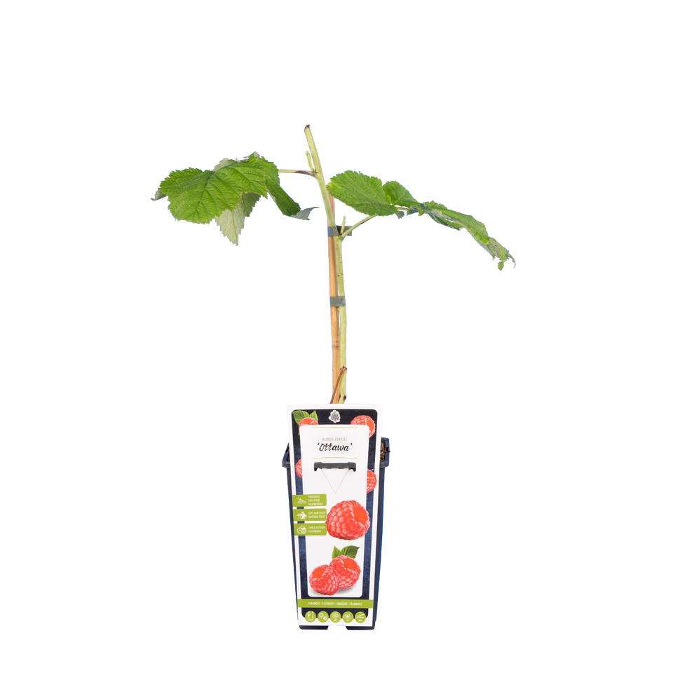 Zomerframboos 'Ottawa'