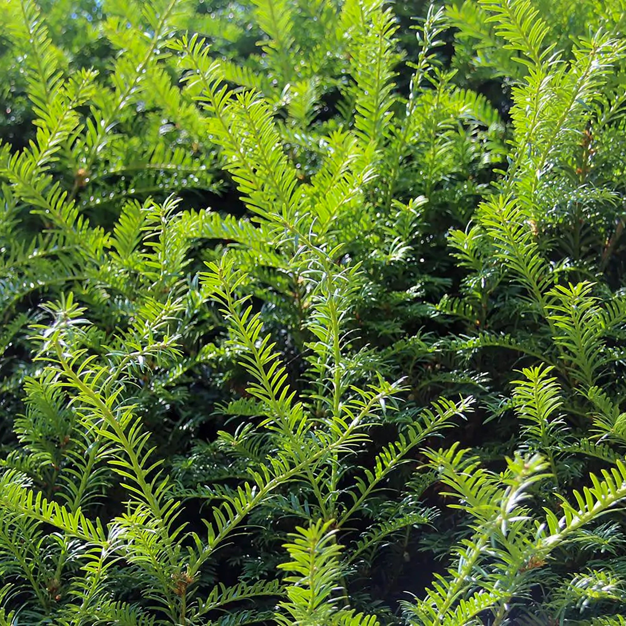 Gemeine Eibe (Taxus baccata) | 60-80 cm im Topf