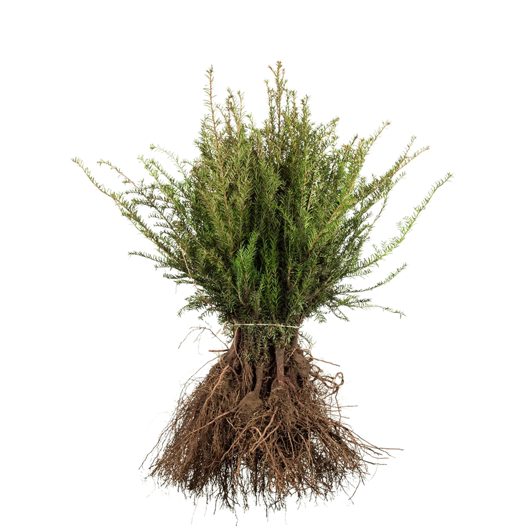 eibe wurzelsystem Gemeine Eibe (Taxus baccata) | 20-30 cm Wurzelware