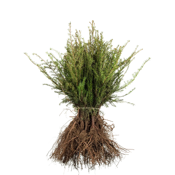 Gemeine Eibe (Taxus baccata) | 20-30 cm Wurzelware