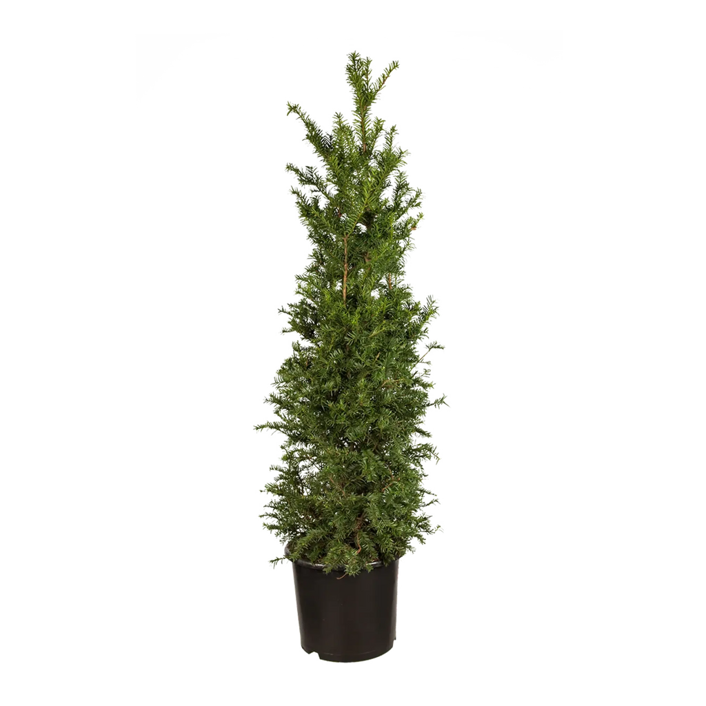 Gemeine Eibe (Taxus baccata) | 100-125 cm im Topf