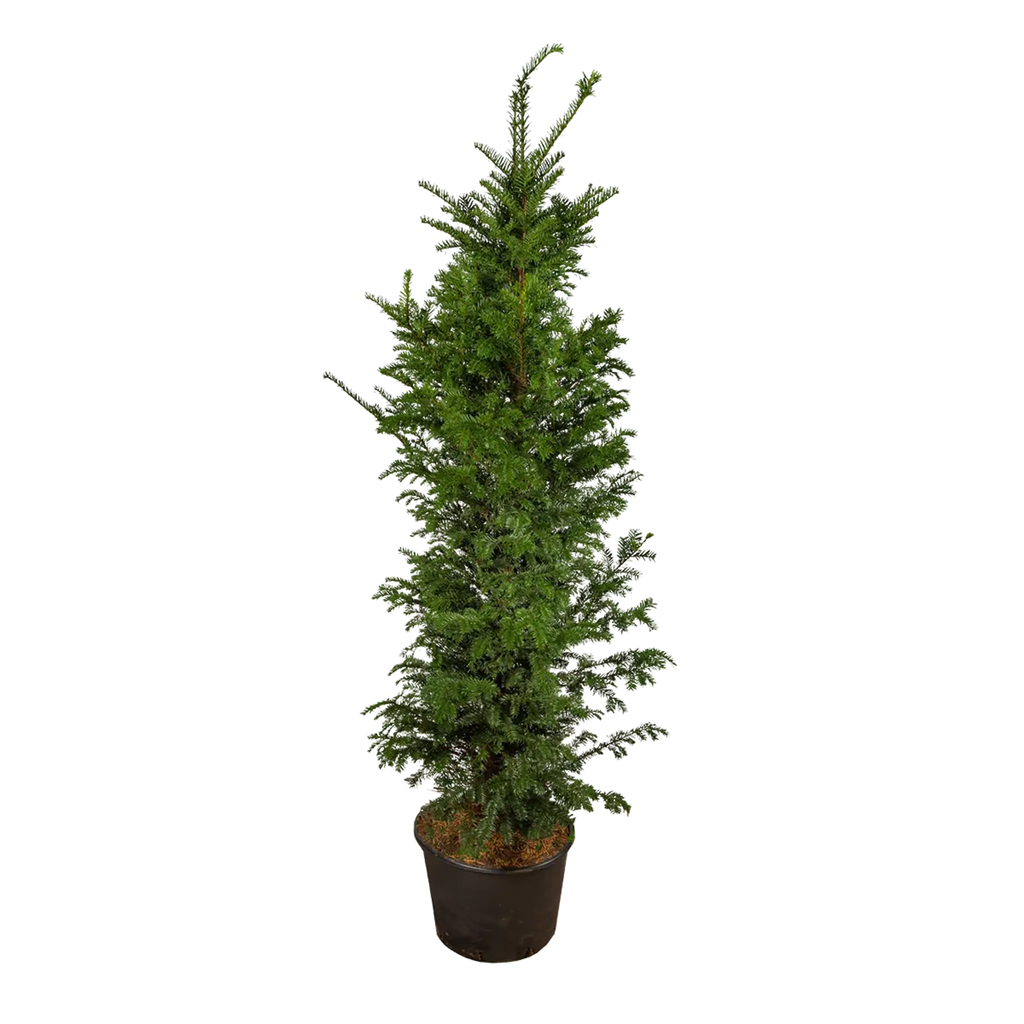 Gemeine Eibe (Taxus baccata) | 125-150 cm im Topf