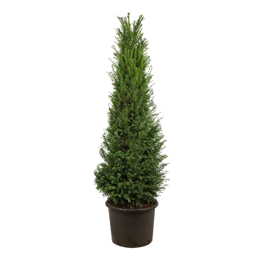 Gemeine Eibe (Taxus baccata) | 150-175 cm im Topf