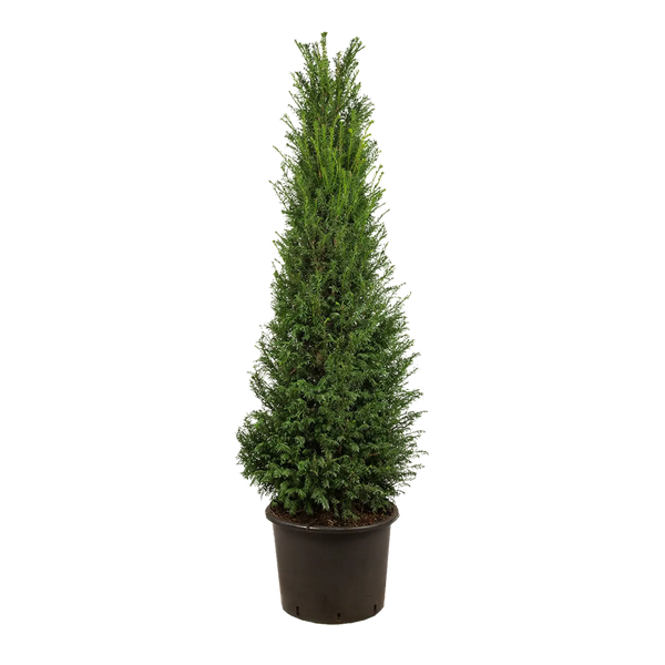eibe als hecke geeignet Gemeine Eibe (Taxus baccata) | 150-175 cm im Topf