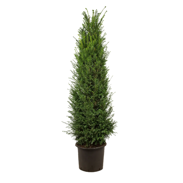 Gemeine Eibe (Taxus baccata) | 175-200 cm im Topf