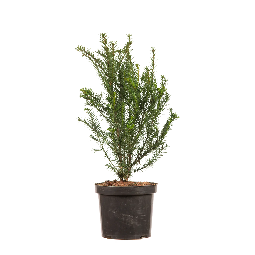 kleine eiben kaufen Gemeine Eibe (Taxus baccata) | 40-50 cm im Topf