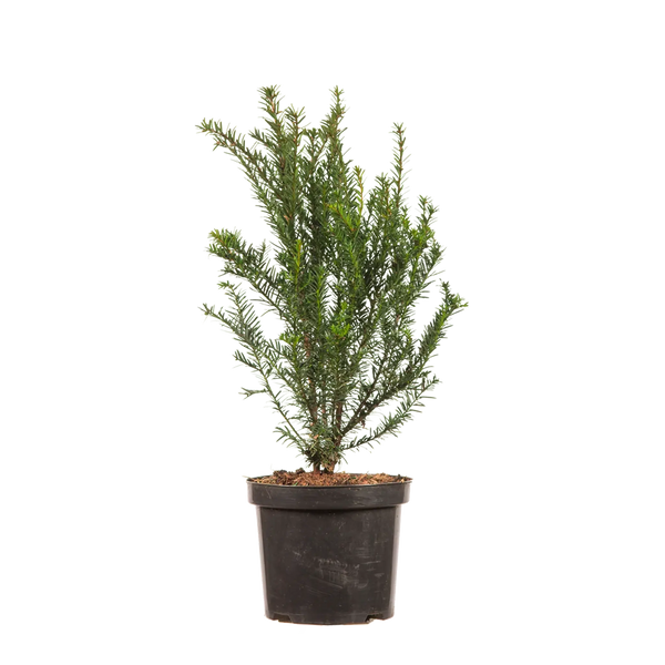 Gemeine Eibe (Taxus baccata) | 40-50 cm im Topf