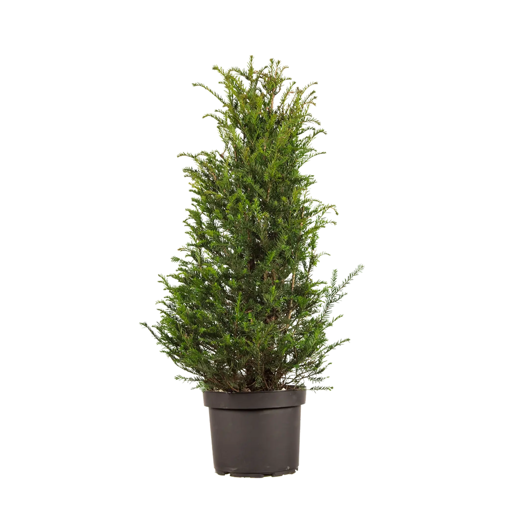 eibe kaufen 200 cm Gemeine Eibe (Taxus baccata) | 80-100 cm im Topf