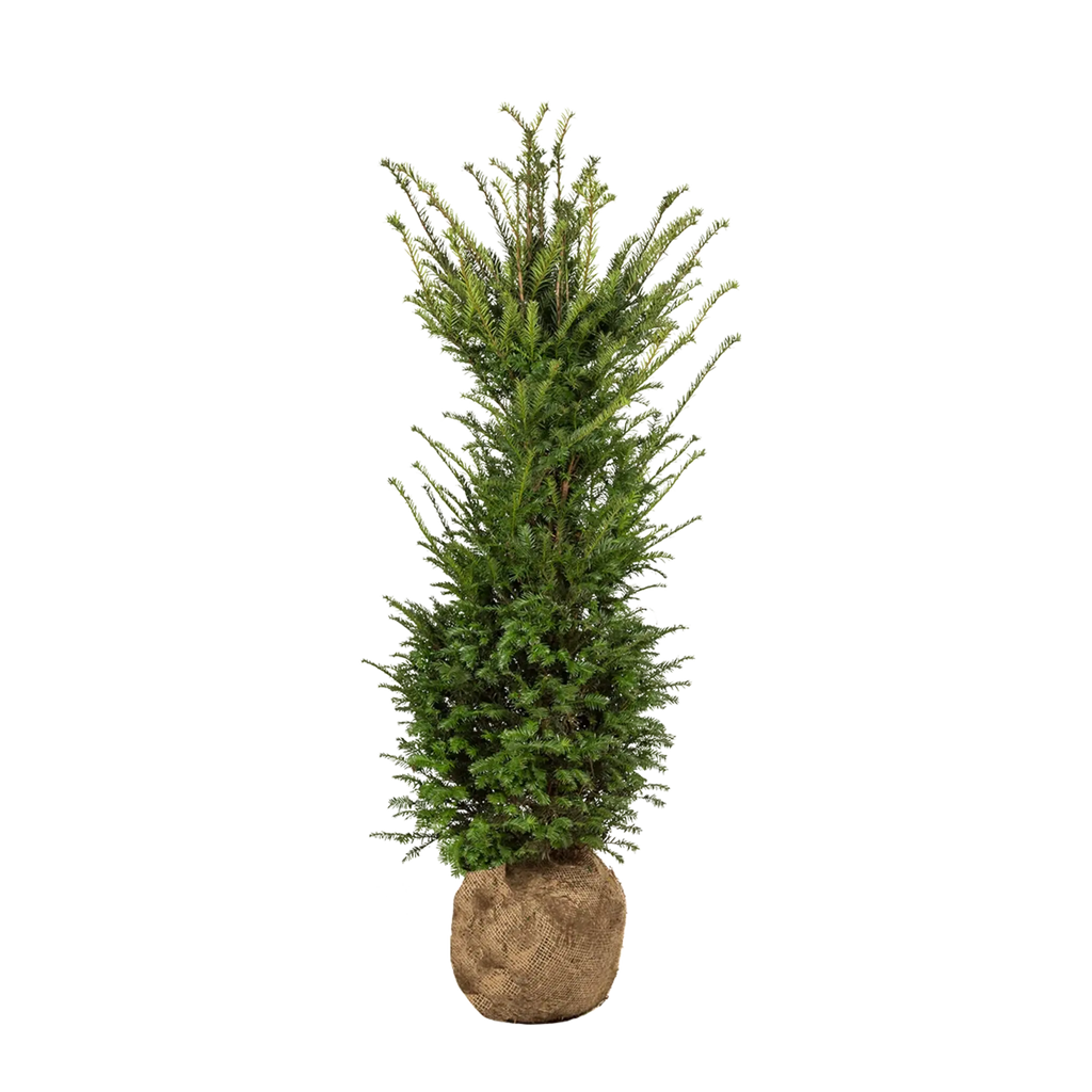 Gemeine Eibe (Taxus baccata) | 100-125 cm mit Wurzelballen