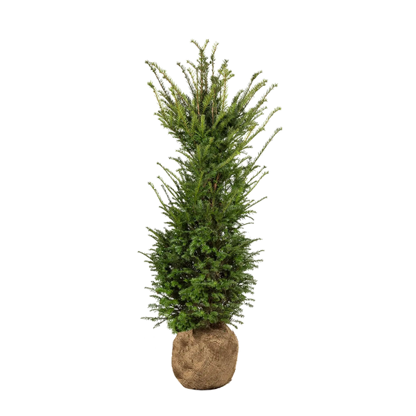 Gemeine Eibe (Taxus baccata) | 100-125 cm mit Wurzelballen | Garmundo.de