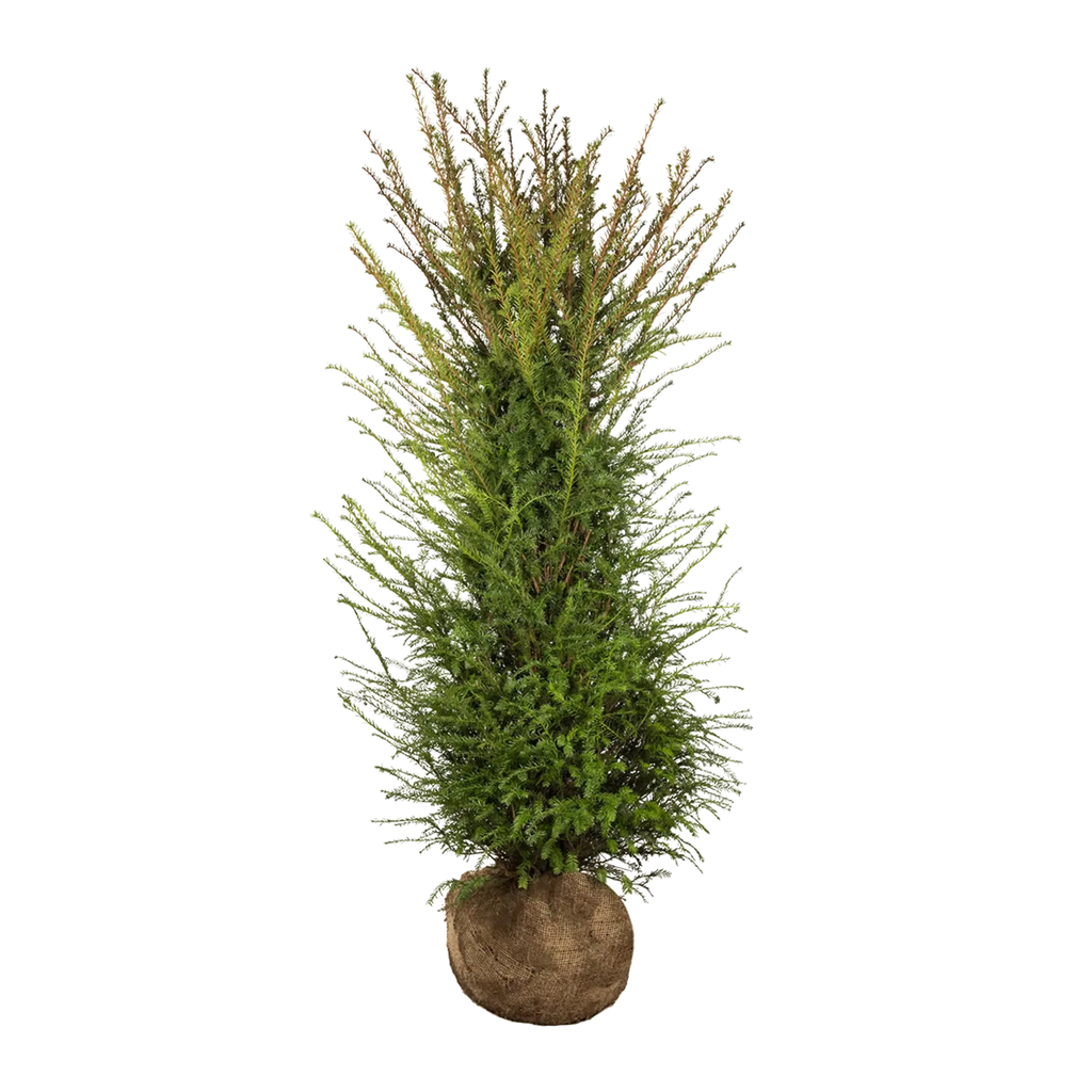 Gemeine Eibe (Taxus baccata) | 150-175 cm mit Wurzelballen