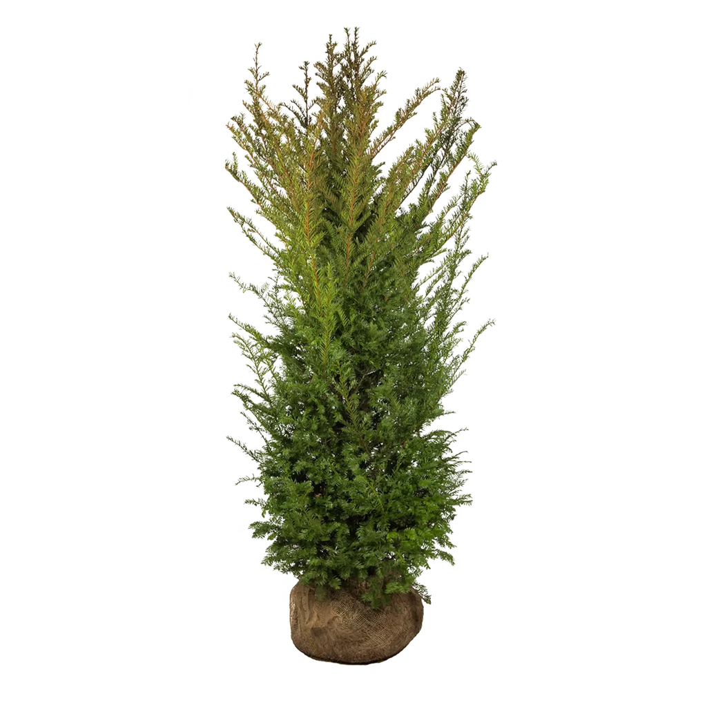 Gemeine Eibe (Taxus baccata) | 175-200 cm mit Wurzelballen