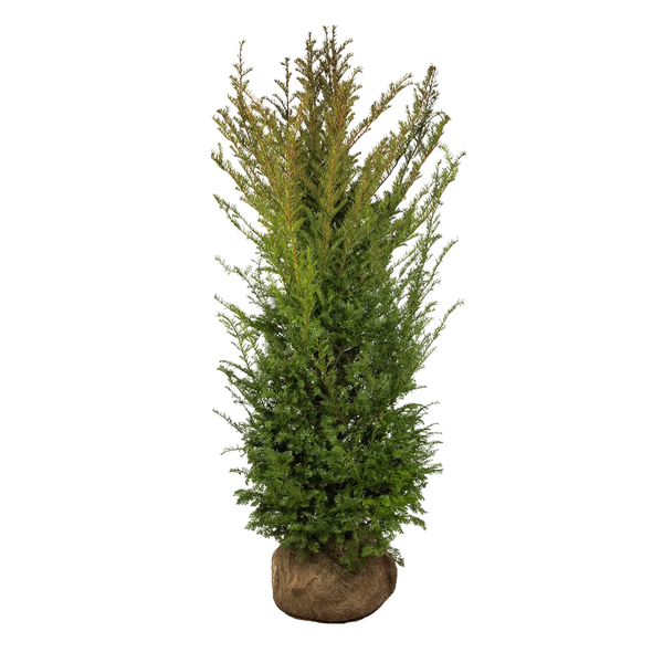 Gemeine Eibe (Taxus baccata) | 175-200 cm mit Wurzelballen