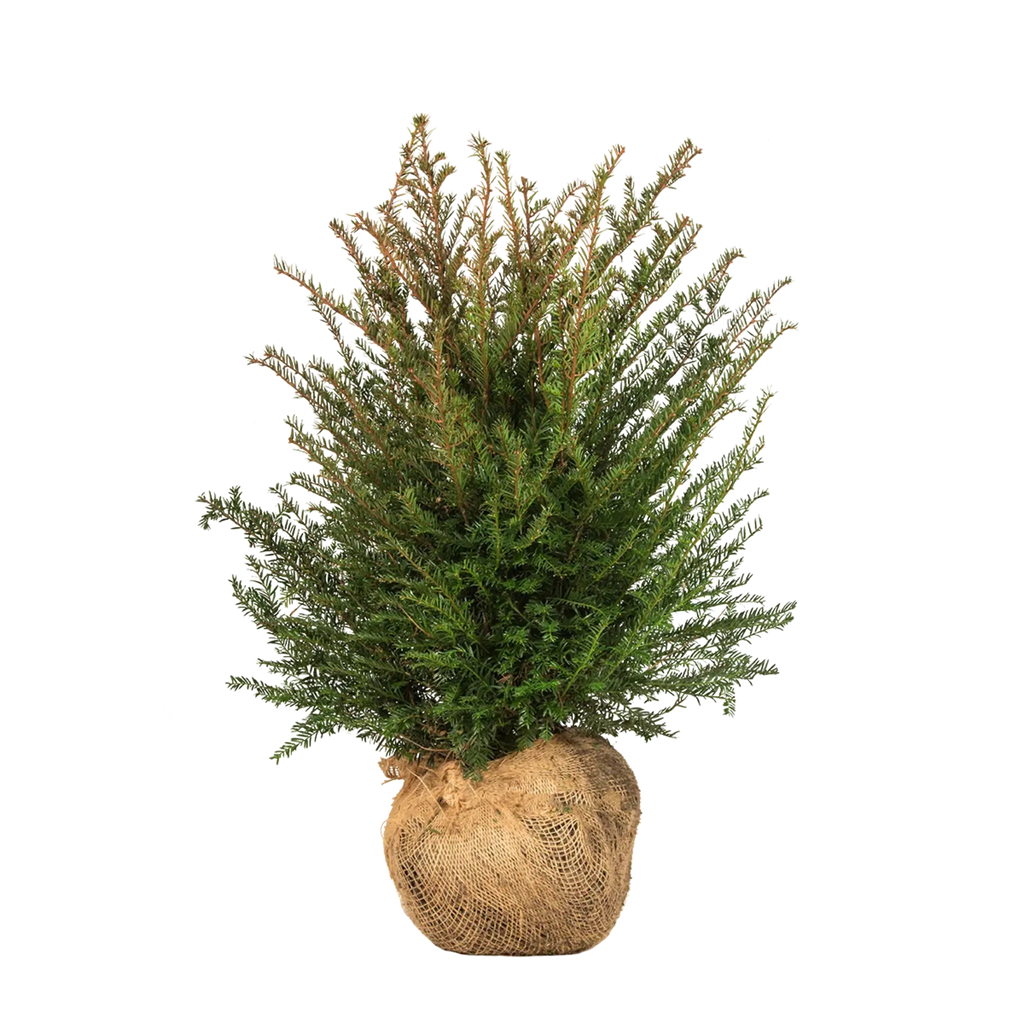 Gemeine Eibe (Taxus baccata) | 40-60 cm mit Wurzelballen
