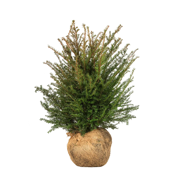 Gemeine Eibe (Taxus baccata) | 40-60 cm mit Wurzelballen
