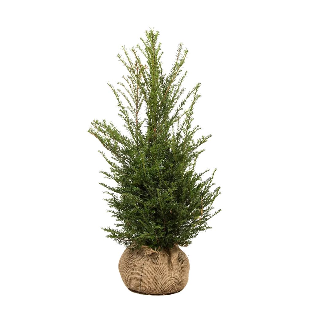 Gemeine Eibe (Taxus baccata) | 80-100 cm mit Wurzelballen