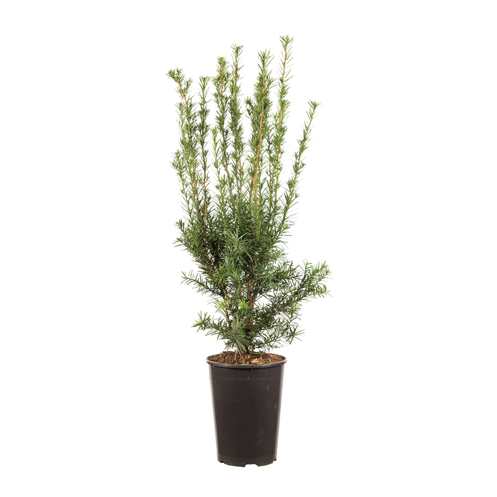 eibe hicksii wachstum Becher-Eibe Hicksii (Taxus media 'Hicksii') - Mit Beeren | 60-80 cm im Topf
