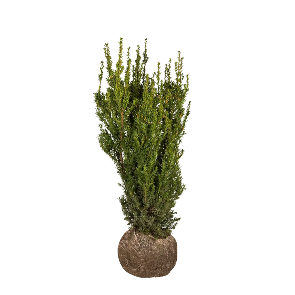 Becher-Eibe Hicksii (Taxus media 'Hicksii') - Mit Beeren | 60-80 cm mit  Wurzelballen | Garmundo.de