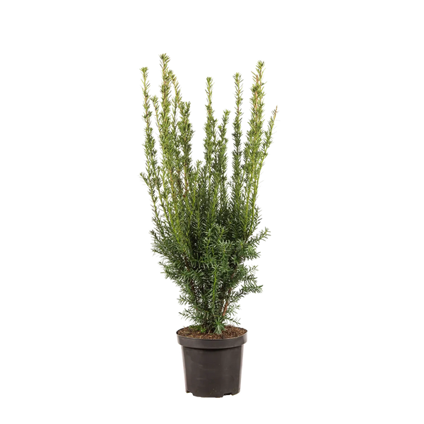eibe hillii wachstum Becher-Eibe Hillii (Taxus Media Hillii) - Ohne Beeren | 50-60 cm im Topf