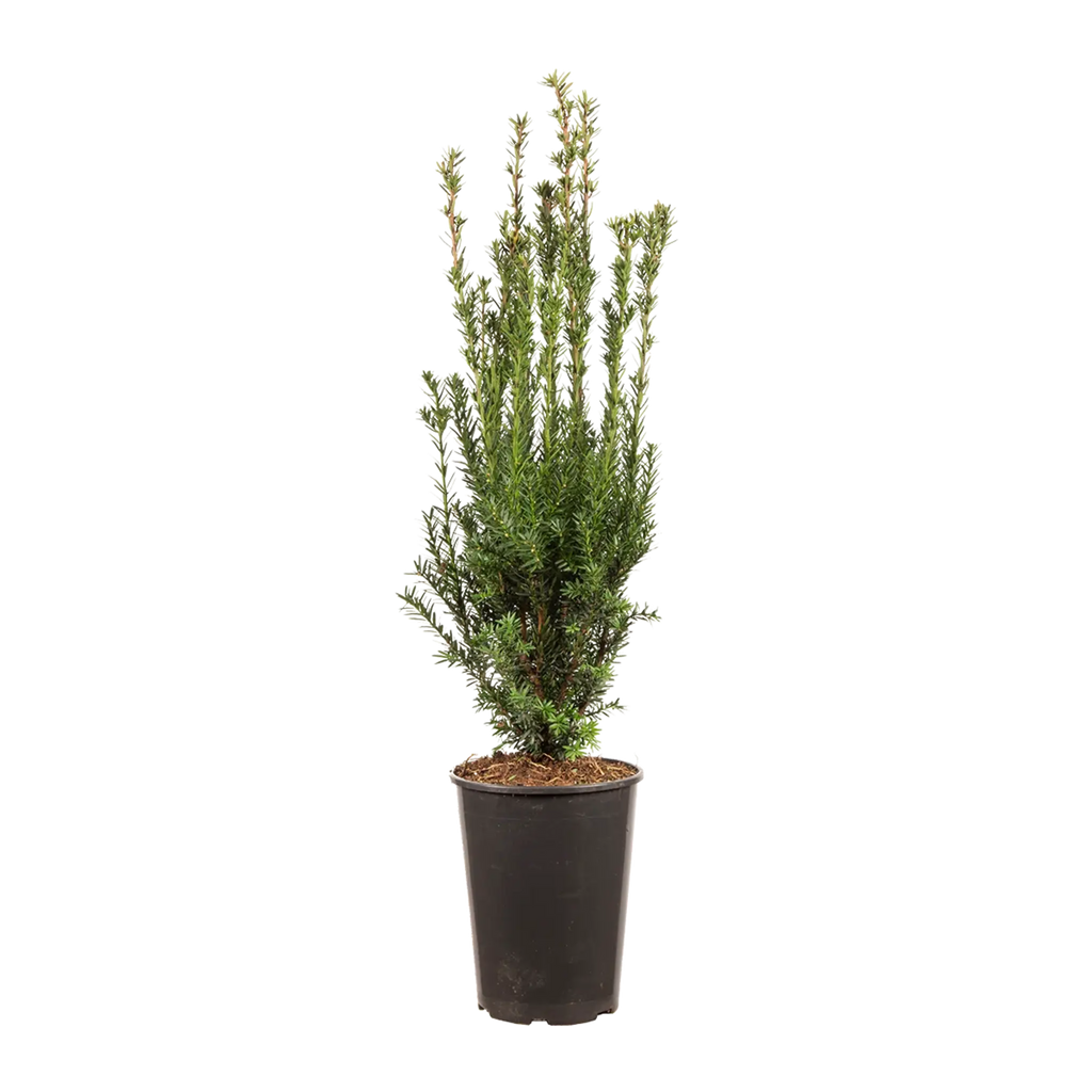 eibe hillii höhe Becher-Eibe Hillii (Taxus Media Hillii) - Ohne Beeren | 60-80 cm im Topf