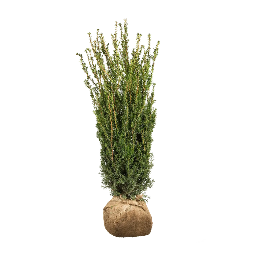 Becher-Eibe Hillii (Taxus Media Hillii) - Ohne Beeren | 100-125 cm mit  Wurzelballen