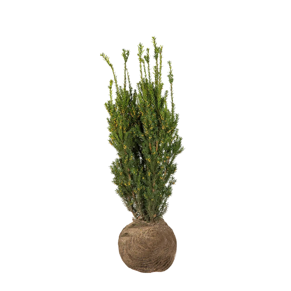 Becher-Eibe Hillii (Taxus Media Hillii) - Ohne Beeren | 60-80 cm mit  Wurzelballen