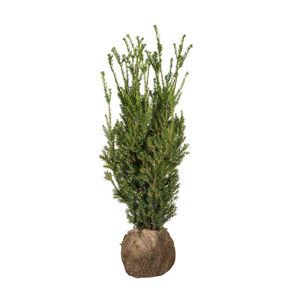 Becher-Eibe Hillii (Taxus Media Hillii) - Ohne Beeren | 80-100 cm mit  Wurzelballen