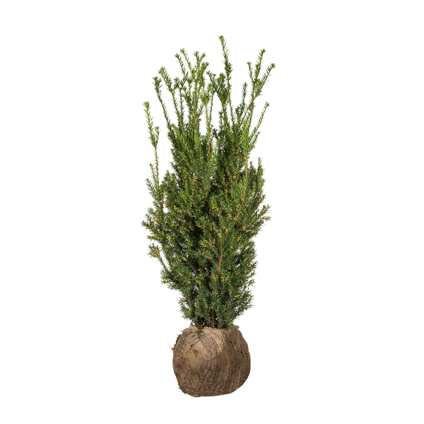 Becher-Eibe Hillii (Taxus Media Hillii) - Ohne Beeren | 80-100 cm mit  Wurzelballen