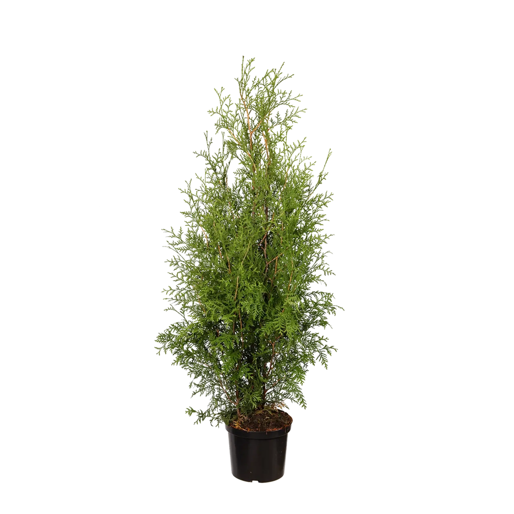 Thuja occidentalis 'Brabant' Konifere (Lebensbaum) | 100-125 cm im Topf