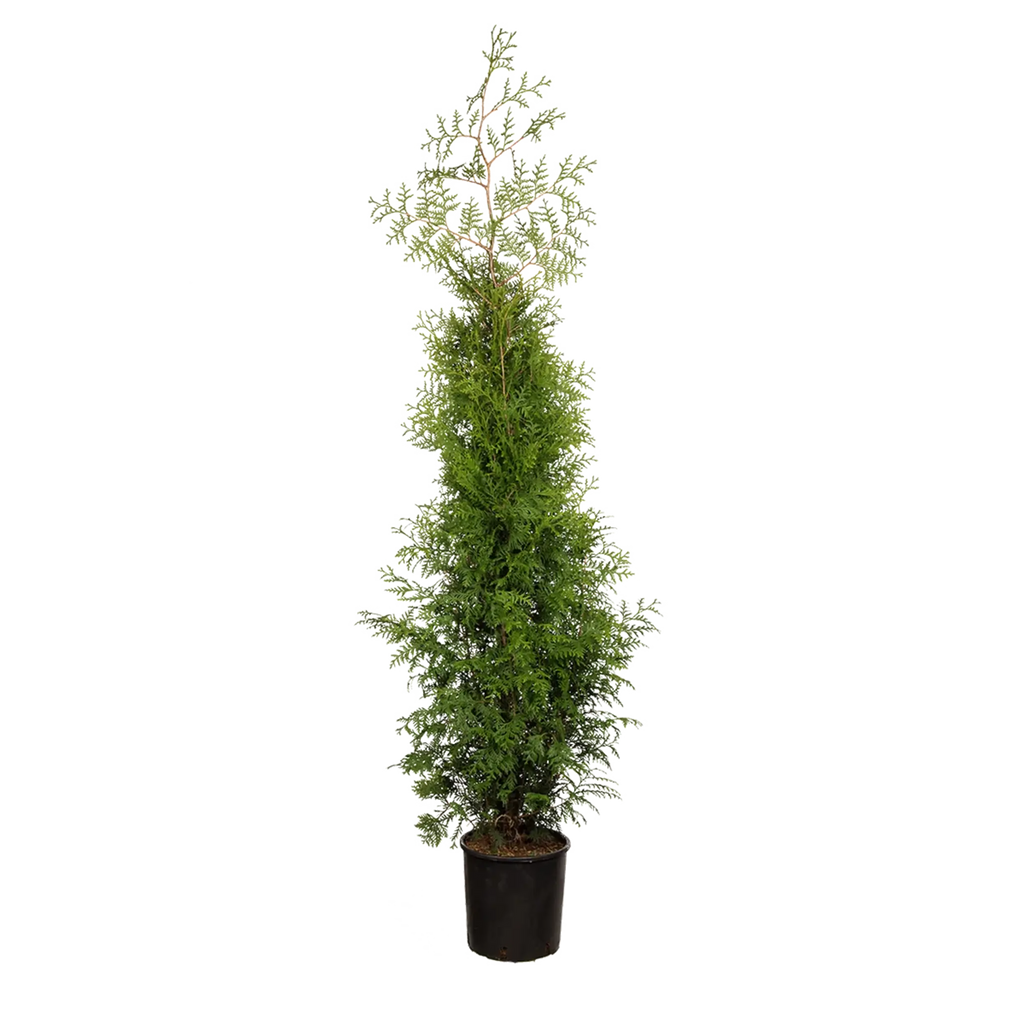 Thuja occidentalis 'Brabant' Konifere (Lebensbaum) | 150-175 cm im Topf