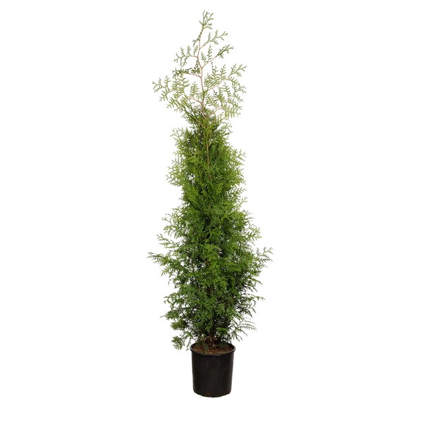 langsam wachsende thuja Lebensbaum Fire Chief Heckenpflanze main image 1