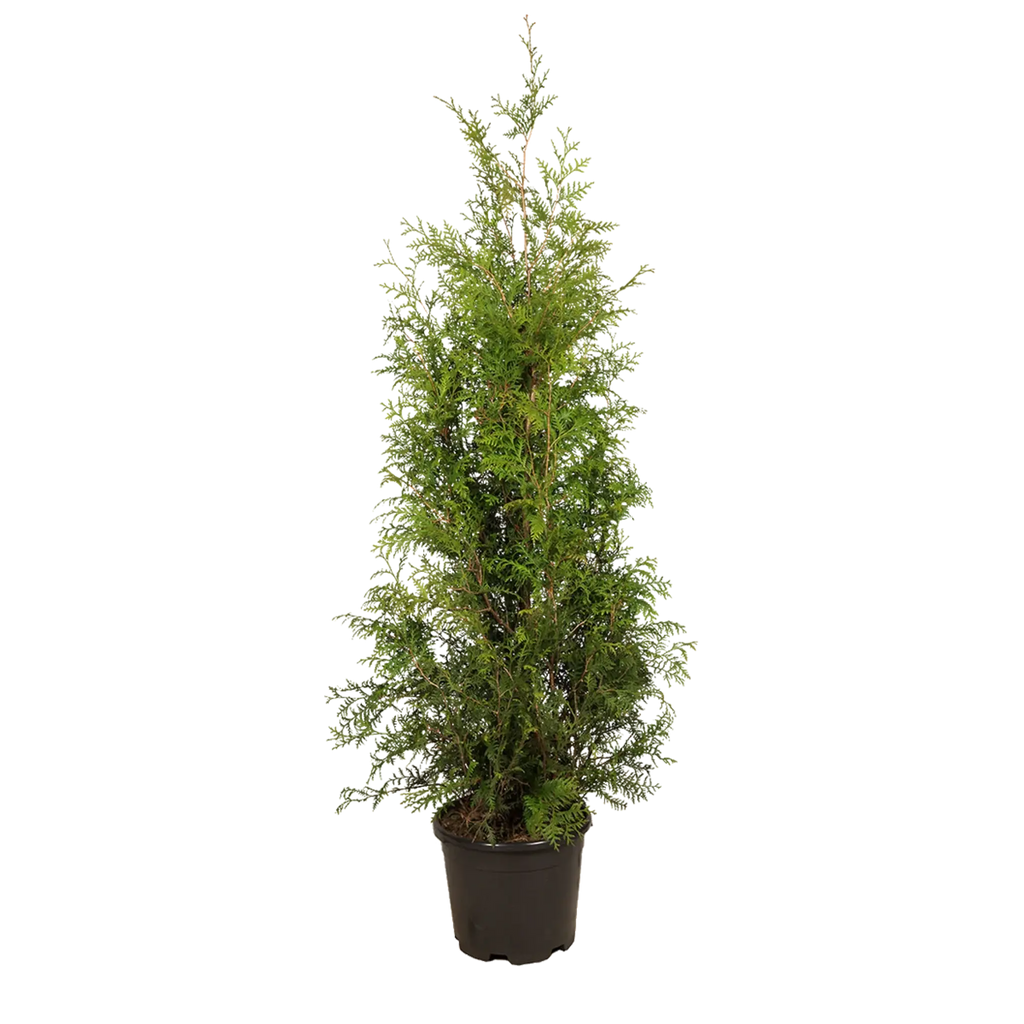 Thuja occidentalis 'Brabant' Konifere (Lebensbaum) | 175-200 cm im Topf