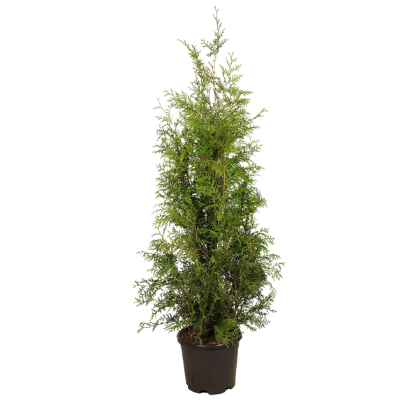 Thuja occidentalis 'Brabant' Konifere (Lebensbaum) | 175-200 cm im Topf