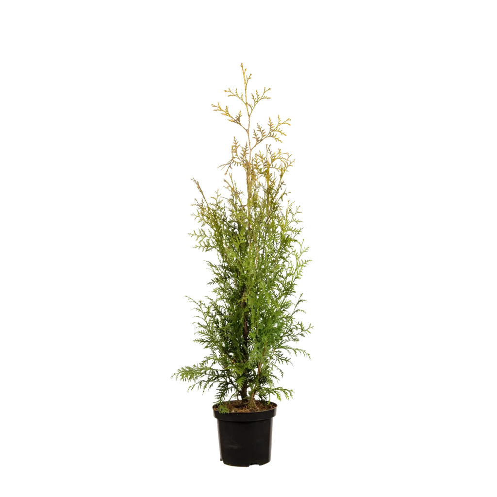 Thuja occidentalis 'Brabant' Konifere (Lebensbaum) | 60-80 cm im Topf