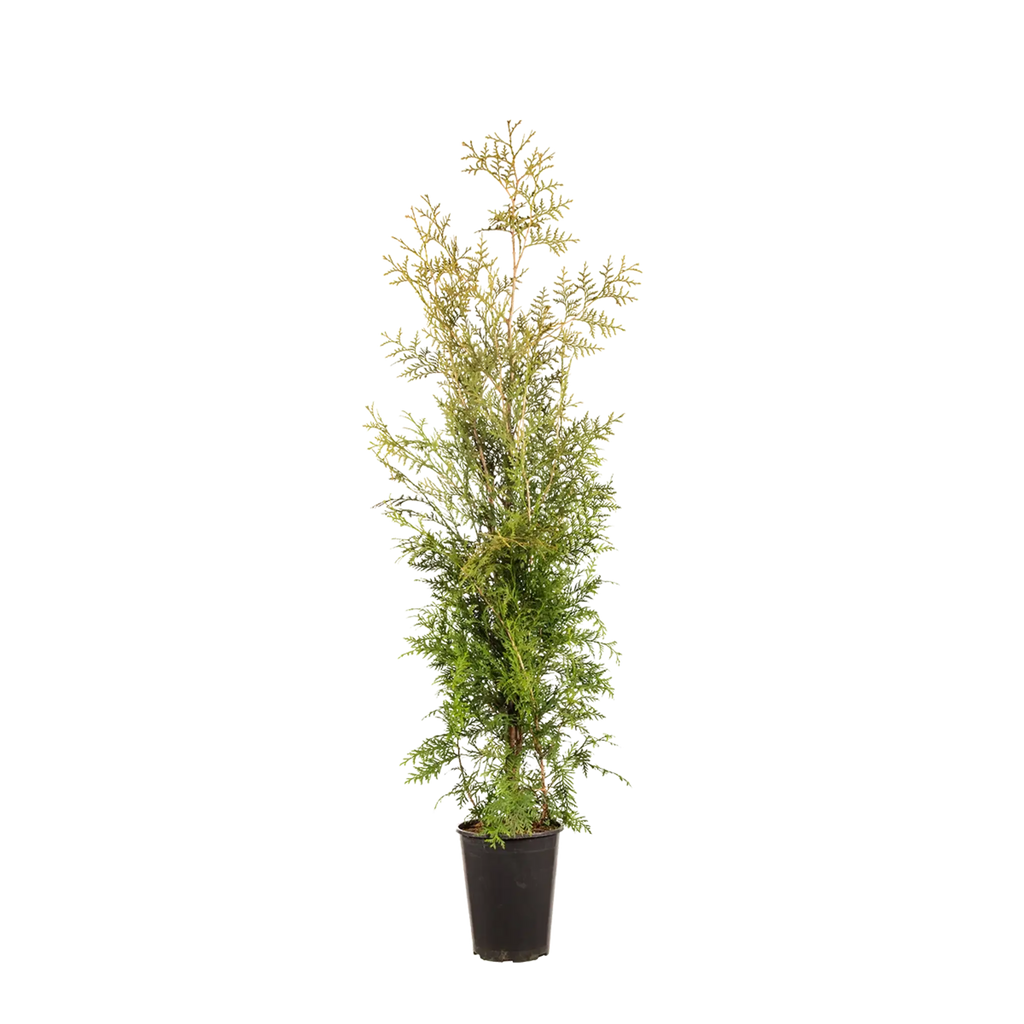 Thuja occidentalis 'Brabant' Konifere (Lebensbaum) | 80-100 cm im Topf