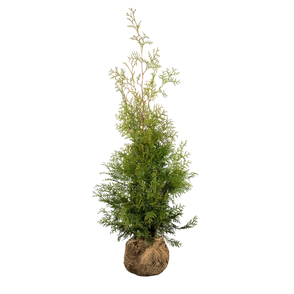 thuja 120 Thuja occidentalis 'Brabant' Konifere (Lebensbaum) | 100-120 cm mit  Wurzelballen
