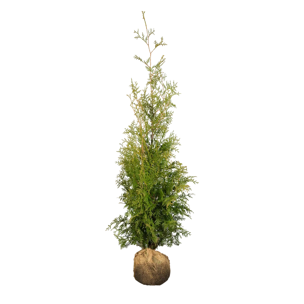 lebensbaum-thuja-occidentalis-brabant-mit-wurzelballen-140-160-cm