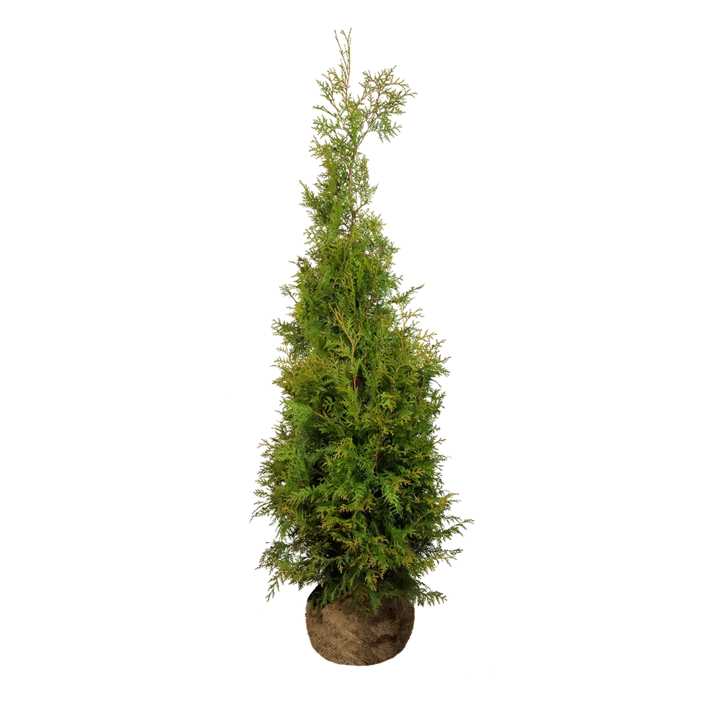 Thuja occidentalis 'Brabant' Konifere (Lebensbaum) | 160-180 cm mit  Wurzelballen