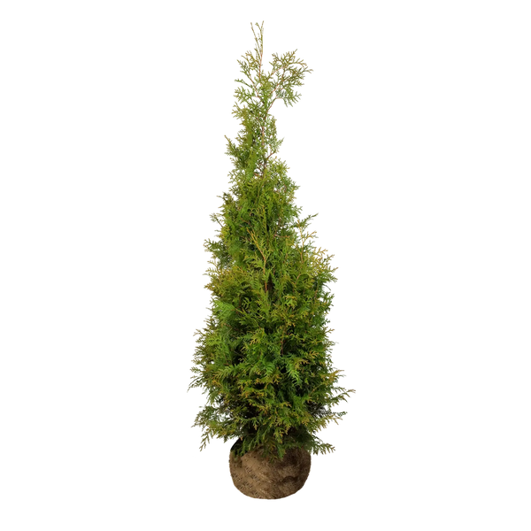 Thuja occidentalis 'Brabant' Konifere (Lebensbaum) | 160-180 cm mit  Wurzelballen