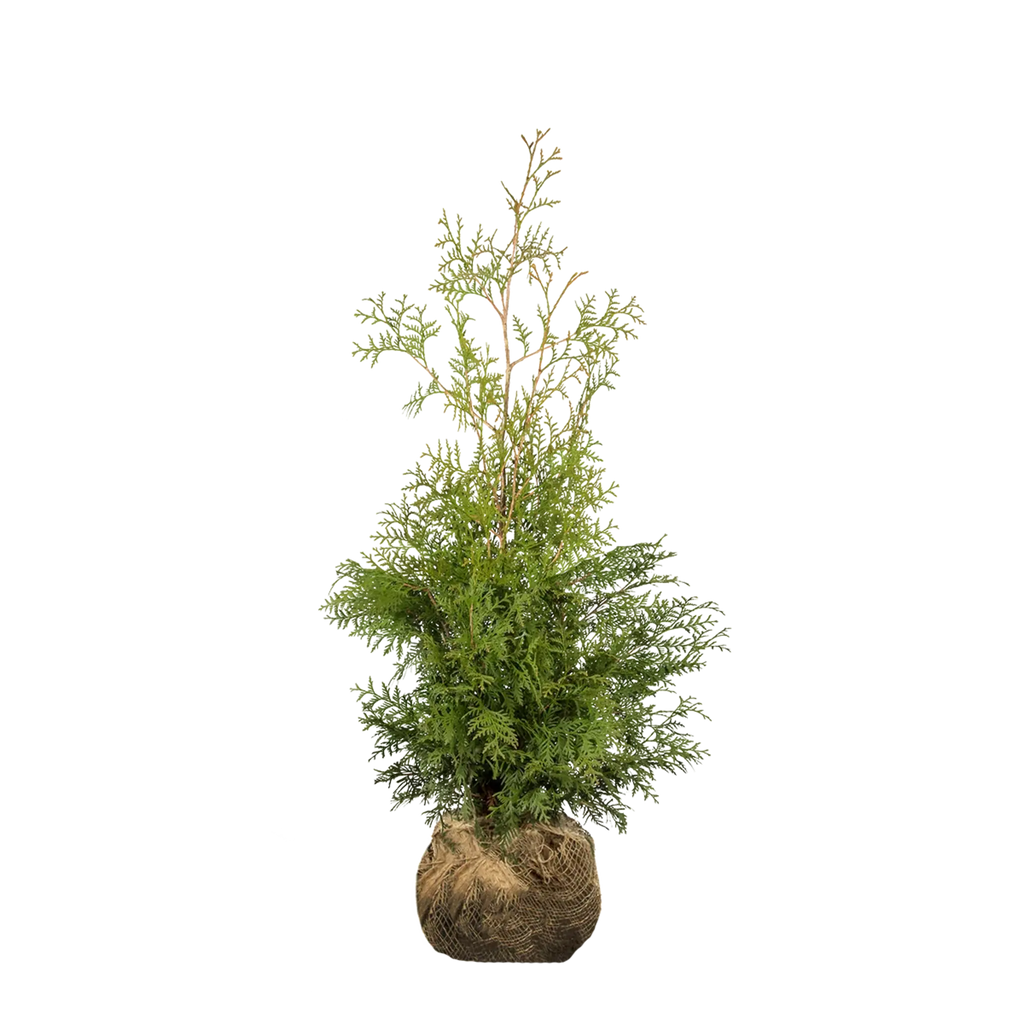 Thuja occidentalis 'Brabant' Konifere (Lebensbaum) | 60-80 cm mit  Wurzelballen | Garmundo.de