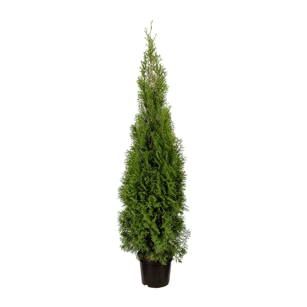 obi smaragd thuja Thuja occidentalis 'Smaragd' Konifere (Lebensbaum) | 100-125 cm Im Topf