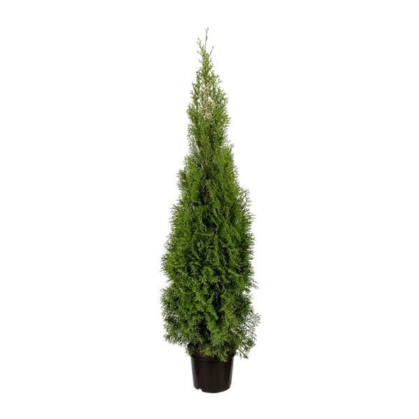 thuja obi Thuja occidentalis 'Smaragd' Konifere (Lebensbaum) | 100-125 cm Im Topf