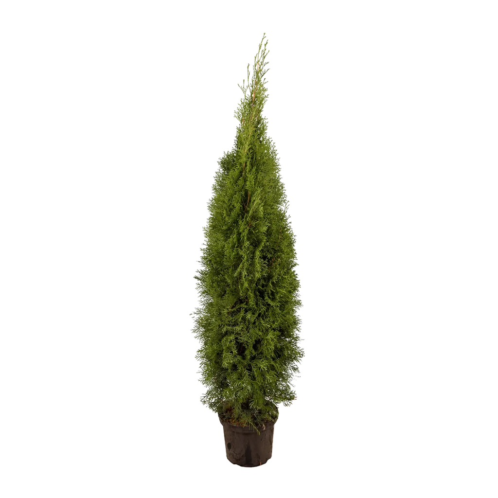 wie schnell wächst eine thuja smaragd Thuja occidentalis 'Smaragd' Konifere (Lebensbaum) | 125-150 cm Im Topf